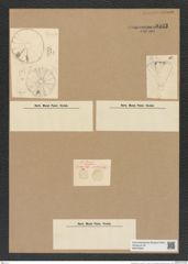 Actinoptychus sp. (de-Toni-Nr.: Genus 227) Zeichnungen Sammlung Grunow Nr. 9533 (NHMW-BOT-W0379526)